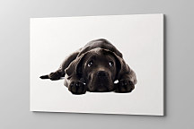 Obraz Čierny psík 1598